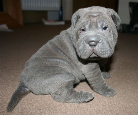 shar pei puppies for sale